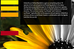 Thumbnail of Sunflower Design